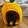 Huntley Fuji is registered to the contest to win money with this photo: animal, black_dog, comfort, couch, cozy, cute, dog, furniture, home, indoor, living_room, pet, pet_bed, pineapple_bed, plush_bed, pug, resting, small_dog, sofa, wooden_floor