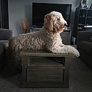 Chewy is registered to the contest to win money with this photo: brown_fur, calm, canine, carpet, coffee_table, curly_fur, decor, dog, domestic_animal, furniture, home_interior, house, indoor, living_room, pet, relaxed, shelf, side_view, table, television