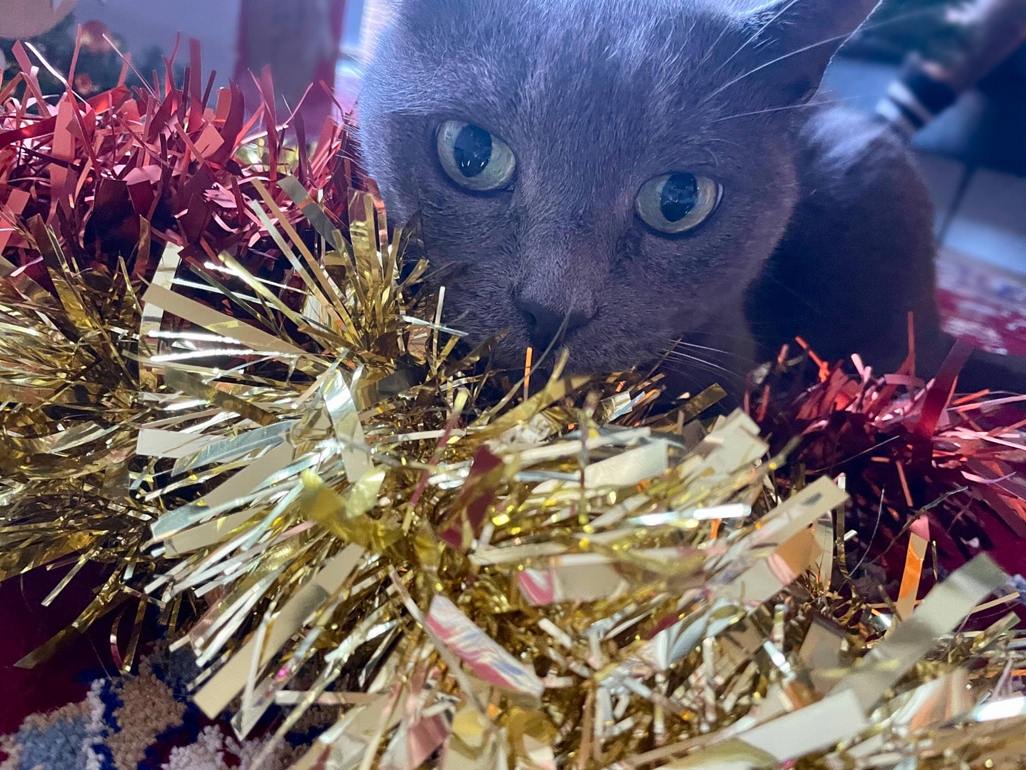 Ralph joined the competition — help win amazing prizes! black_cat, carnivore, cat, felidae, korat, natural_material, silver, small_to_medium_sized_cats, snout, whiskers