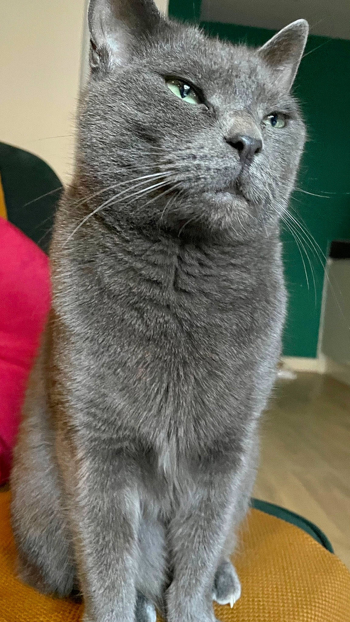 Ralph is registered to the contest to win money with this photo: british_shorthair, carnivore, cat, chartreux, domestic_short_haired_cat, felidae, fur, grey, korat, organism, pet_supply, russian_blue, small_to_medium_sized_cats, snout, terrestrial_animal, vertebrate, whiskers