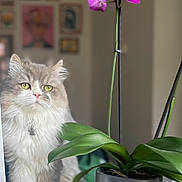 Patpat a rejoint le concours — aidez-le/la à gagner de superbes lots ! cat, fluffy_cat, yellow_eyes, plant, orchid, pink_flowers, pot, table, indoor, home, decor, wooden_surface, blurred_background, framed_pictures, curious, pet, feline, leaf, greenery, domestic