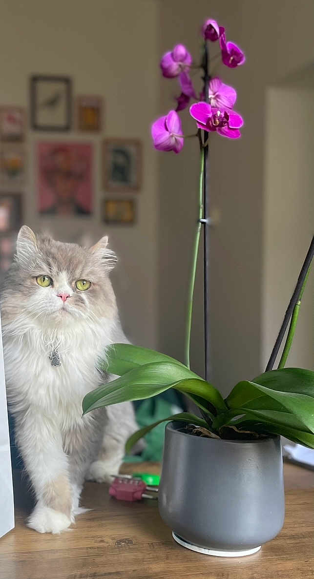 Patpat a rejoint le concours — aidez-le/la à gagner de superbes lots ! cat, fluffy_cat, yellow_eyes, plant, orchid, pink_flowers, pot, table, indoor, home, decor, wooden_surface, blurred_background, framed_pictures, curious, pet, feline, leaf, greenery, domestic
