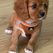 Jasper is registered to the contest to win money with this photo: adorable, animal, brown, companion, cute, dog, domestic_animal, friendly, fur, indoor, looking_away, mammal, orange_harness, pet, puppy, sitting, small, white_paws, wooden_floor, young