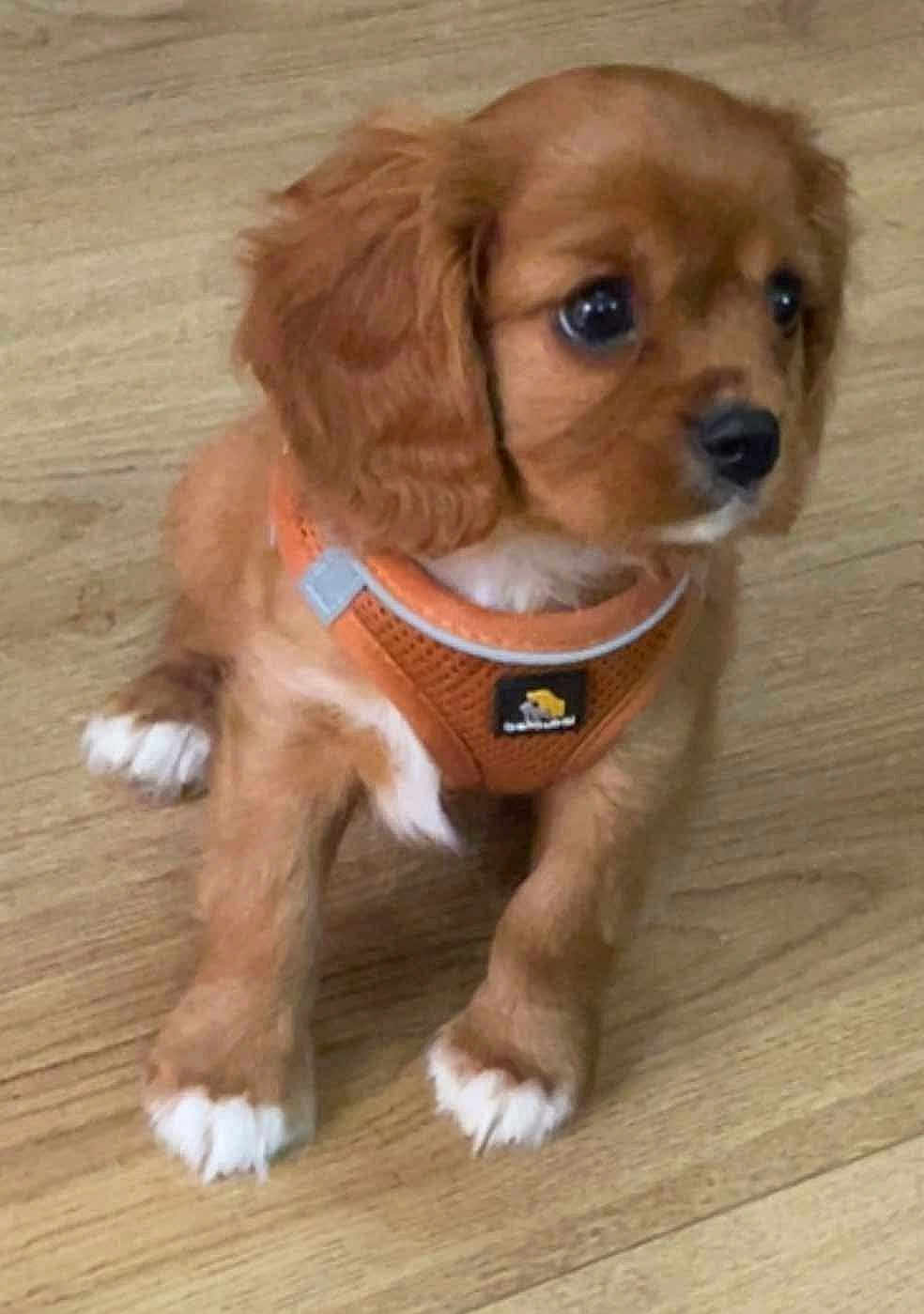 Jasper is registered to the contest to win money with this photo: adorable, animal, brown, companion, cute, dog, domestic_animal, friendly, fur, indoor, looking_away, mammal, orange_harness, pet, puppy, sitting, small, white_paws, wooden_floor, young