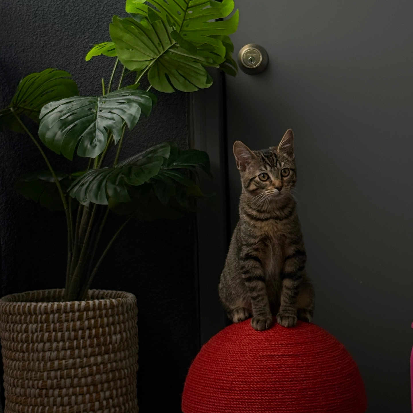 Enzo