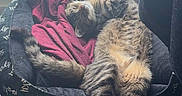 Enzo joined the competition — help win amazing prizes! cat, tabby_cat, sleeping, pet, animal, furry, striped, indoor, window, sunlight, cozy, bed, blanket, cushion, relaxed,  lounging, paws, tail, home, nap