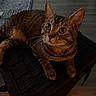 Enzo joined the competition — help win amazing prizes! cat, tabby, feline, pet, animal, portrait, close_up, whiskers, eyes, ears, striped_fur, brown_fur, lying_down, paws, cushion, indoor, home, warm_lighting, photography, alert