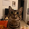Enzo is registered to the contest to win money with this photo: cat, tabby_cat, pet, animal, feline, whiskers, ears, large_eyes, nose, fur, striped_fur, portrait, close_up, sitting, indoors, home, blanket, colorful, curious, funny