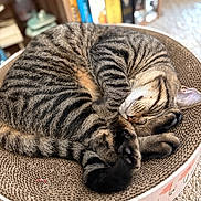 Enzo joined the competition — help win amazing prizes! cat, tabby_cat, sleeping, curled_up, pet, feline, striped_fur, paw, whiskers, closed_eyes, scratching_pad, cardboard, pet_bed, cozy, indoors, bookshelf, home, carpet, relaxed, closeup