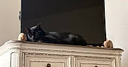 Andarna is registered to the contest to win money with this photo: cat, black_cat, animal, pet, feline, sleeping, lying_down, indoors, living_room, television, dresser, furniture, antique, vintage, home_decor, wall, portrait, cozy, relaxed, photography