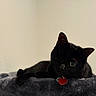cat, black_cat, pet, feline, animal, portrait, lying_down, lounging, plush_bed, gray_bed, red_tag, heart_tag, green_eye, pointed_ears, whiskers, indoors, home, wall, close_up, cozy