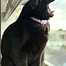cat, black_cat, yawning, pet, feline, animal, collar, tag, sitting, window, indoors, portrait, close_up, fluffy, black_fur, pink_collar, daylight, dramatic_pose, home, cute