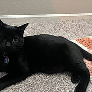 Andarna is registered to the contest to win money with this photo: cat, black_cat, pet, animal, feline, lying_down, carpet, rug, indoor, home, floor, whiskers, ears, eyes, collar, pet_tags, black_fur, relaxed, portrait, domestic_animal