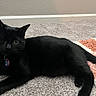 cat, black_cat, pet, animal, feline, lying_down, carpet, rug, indoor, home, floor, whiskers, ears, eyes, collar, pet_tags, black_fur, relaxed, portrait, domestic_animal