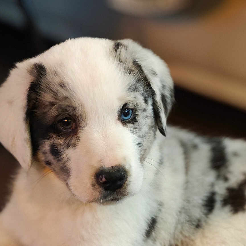 Vasco a rejoint le concours — aidez-le/la à gagner de superbes lots ! animal, bulldog, canine, collie, couch, dalmatian, dog, furniture, greatdane, handrail, hardwood, hound, husky, labradorretriever, pet, pitbull, pointer, puppy, terrier, wood