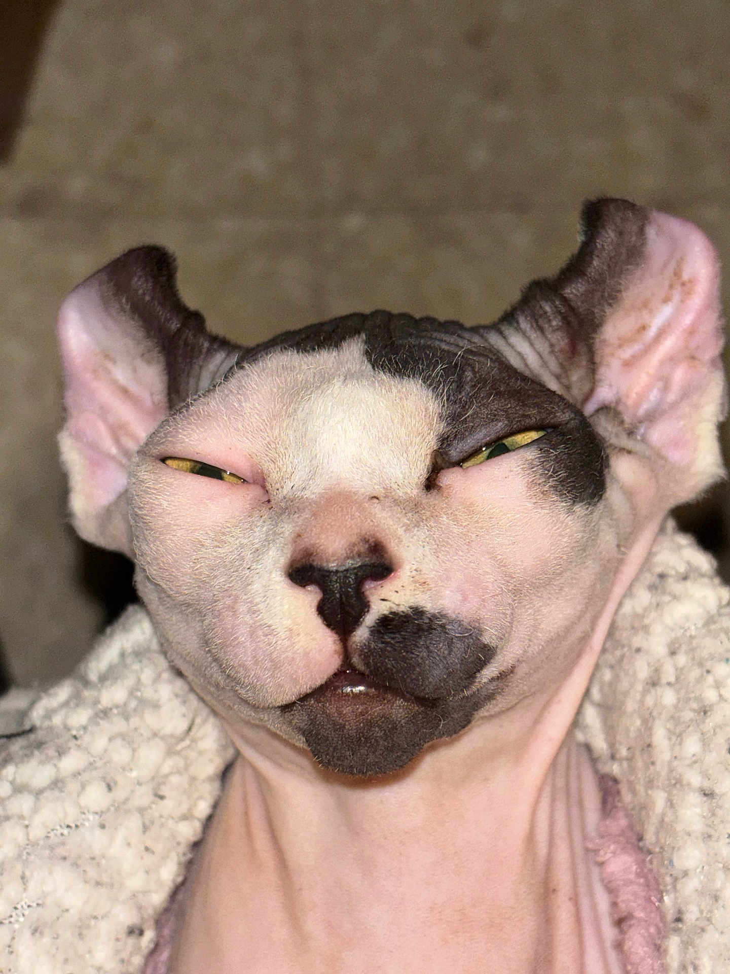 Abyss participe au concours pour gagner de l'argent avec cette photo : sphynx_cat, cat, pet, close_up, hairless, ears, face, expression, blanket, texture, skin, animal, indoor, portrait, whiskers, eyes, nose, mouth, cozy, feline