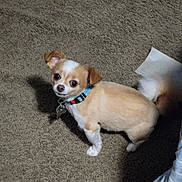 Gizmo is registered to the contest to win money with this photo: dog, small_dog, tan_and_white, collar, pet, carpet, indoor, shadow, tail, curious, looking_up, mischievous, animal, cute, companion, floor, paper, domestic, fur, canine