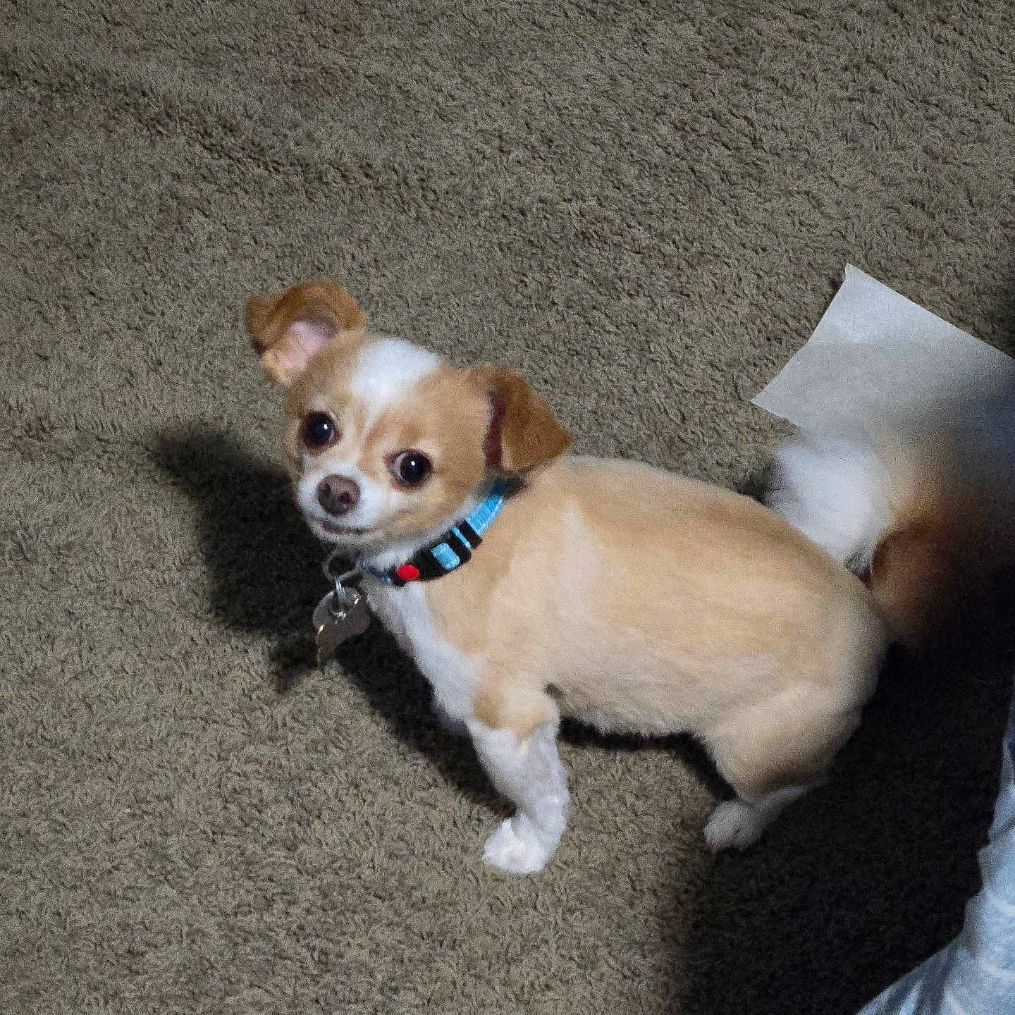 Gizmo is registered to the contest to win money with this photo: animal, canine, carpet, collar, companion, curious, cute, dog, domestic, floor, fur, indoor, looking_up, mischievous, paper, pet, shadow, small_dog, tail, tan_and_white
