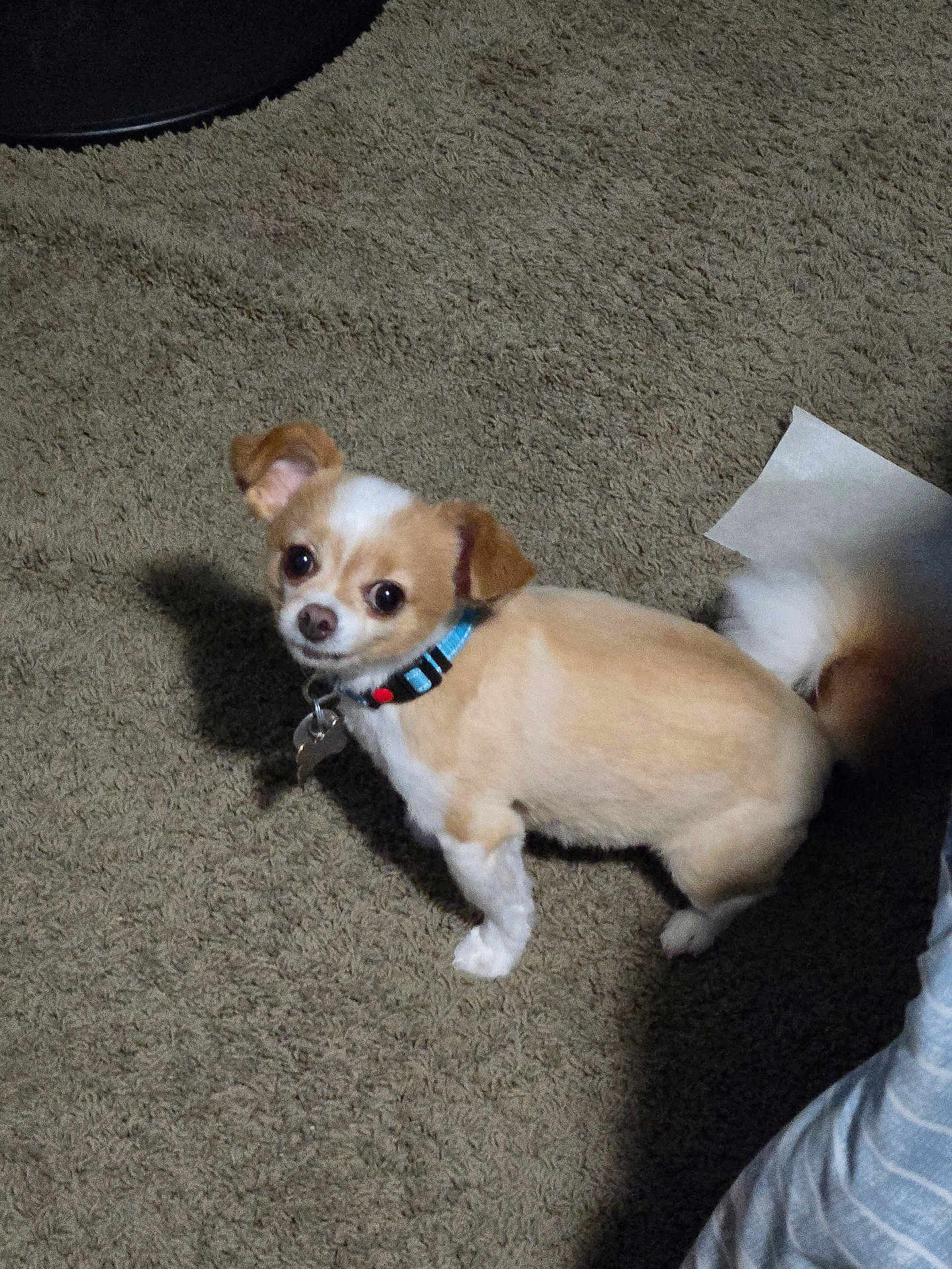 Gizmo is registered to the contest to win money with this photo: dog, small_dog, tan_and_white, collar, pet, carpet, indoor, shadow, tail, curious, looking_up, mischievous, animal, cute, companion, floor, paper, domestic, fur, canine