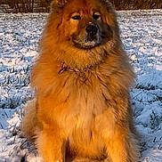 Mowgli a rejoint le concours — aidez-le/la à gagner de superbes lots ! dog, fluffy, snow, outdoor, nature, animal, portrait, sitting, winter, field, golden_coat, canine, fur, cold, frozen, paw, collar, chain, trees, daylight