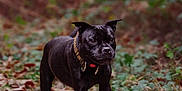 Skillstaff Raykon participe au concours pour gagner de l'argent avec cette photo : dog, black_dog, animal, pet, forest, path, leaves, nature, outdoor, walking, collar, canine, fur, mammal, ground, greenery, woods, daylight, focused, active