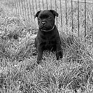 Skillstaff Raykon a rejoint le concours — aidez-le/la à gagner de superbes lots ! animal, black_and_white, black_dog, canine, collar, cute, dog, ears, eyes, fence, fur, grass, nature, outdoor, pet, portrait, puppy, sitting, yard, young_dog