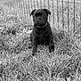 animal, black_and_white, black_dog, canine, collar, cute, dog, ears, eyes, fence, fur, grass, nature, outdoor, pet, portrait, puppy, sitting, yard, young_dog
