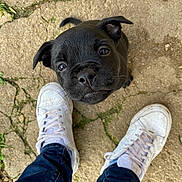 Skillstaff Raykon a rejoint le concours — aidez-le/la à gagner de superbes lots ! puppy, dog, black_dog, white_sneakers, jeans, concrete, outdoor, pet, cute, looking_up, young_dog, curious, playful, snout, ears, whiskers, person, footwear, casual, ground