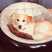 Tyson participe au concours pour gagner de l'argent avec cette photo : companion_dog, dog, dog_breed, dog_breed_group, dog_like_mammal, puppy, snout, sporting_group