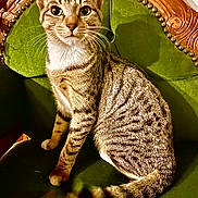 Spirit participe au concours pour gagner de l'argent avec cette photo : cat, tabby_cat, pet, animal, feline, sitting, chair, upholstered_chair, wooden_frame, green_fabric, whiskers, tail, paws, portrait, indoor, curious, fur, stripes, cozy, vintage