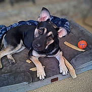 Zilah is registered to the contest to win money with this photo: dog, pet, bed, blanket, toy, chew_treat, indoor, floor, black_and_tan, canine, curious, relaxed, paw, ear, face, looking_up, cozy, playful, furniture, animal