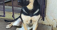 Zilah is registered to the contest to win money with this photo: dog, canine, pet, black_and_tan, sitting, porch, concrete, ears, tail, fur, outdoor, door, wall, paws, animal, looking_away, resting, domestic_animal, companion, alert