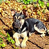 dog, black_and_tan, laying_down, sunlight, ivy, leaves, outdoor, garden, earth, pet, animal, fence, daylight, nature, relaxed, canine, fur, ears, alert, resting