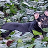 dog, black_dog, tan_markings, leaves, greenery, outdoor, nature, animal, pet, canine, alert, lying_down, foliage, plants, ears_up, watchful, close_up, natural_light, camouflage, curious