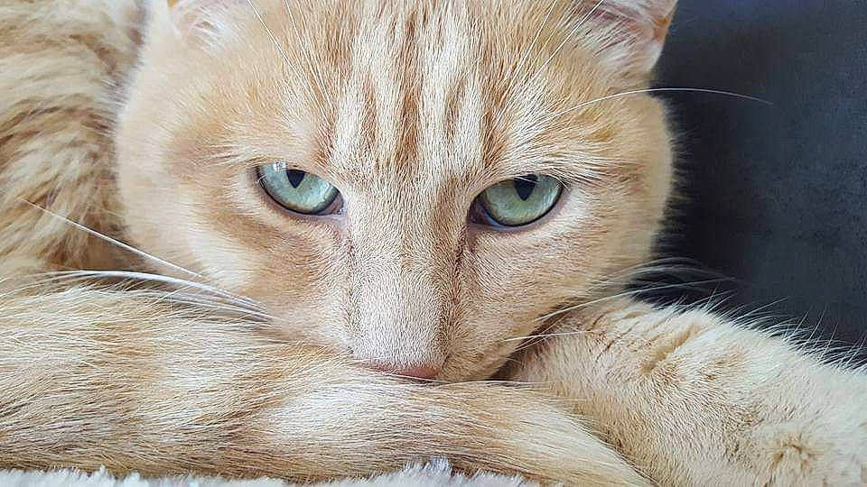 Simba