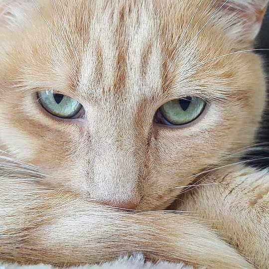 Simba