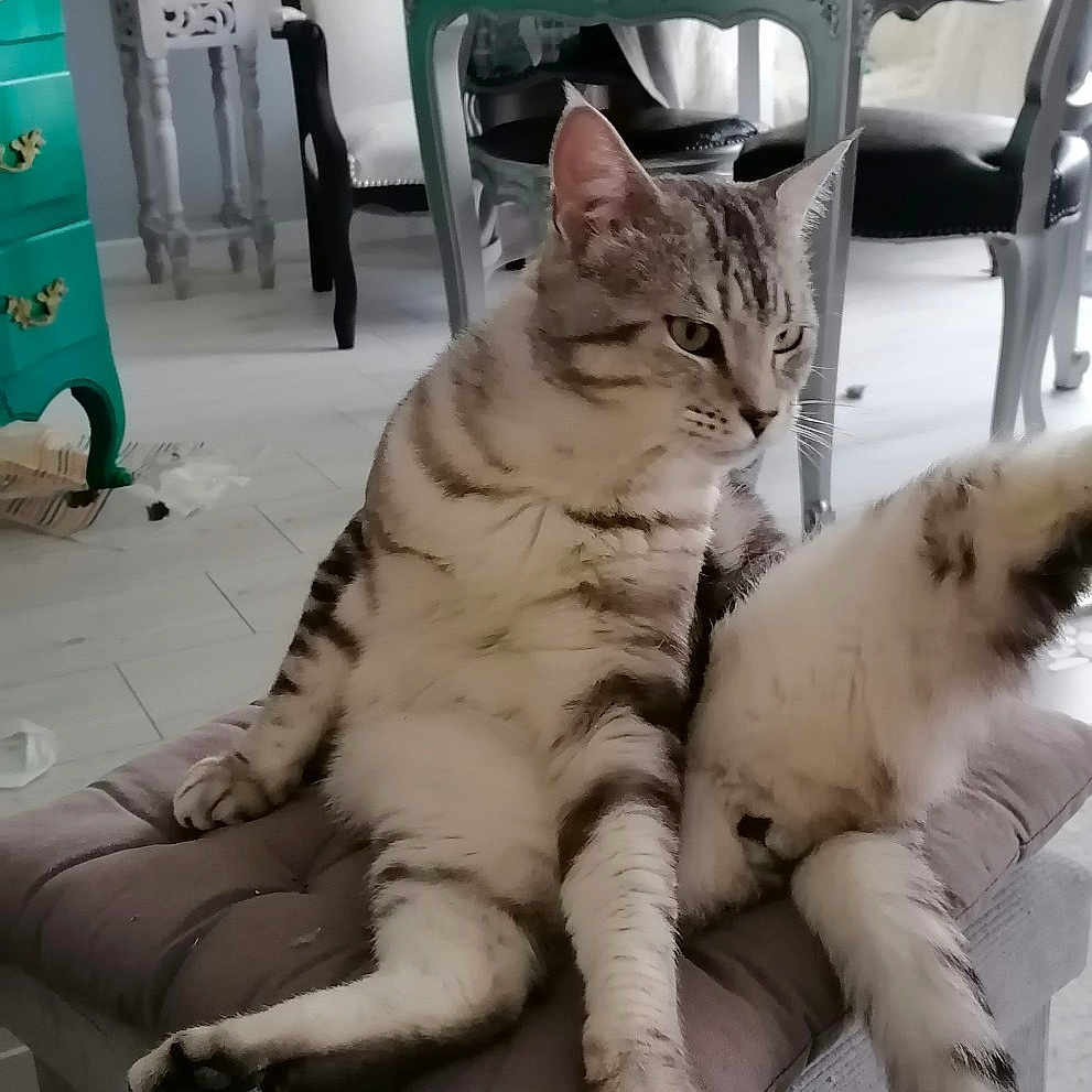 Tigrou