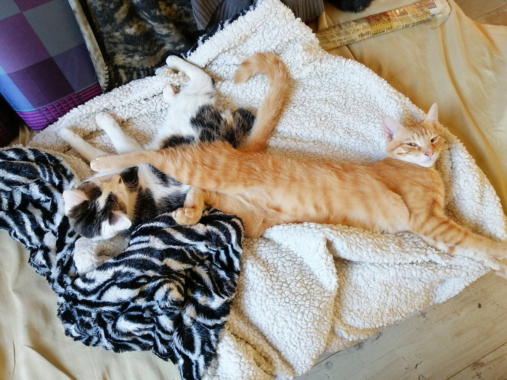 Hip Hop Et Polux participe au concours pour gagner de l'argent avec cette photo : bedding, bedroom, carnivore, cat, claw, comfort, domestic_short_haired_cat, fawn, felidae, fur, hat, linens, pattern, paw, small_to_medium_sized_cats, tail, textile, tree, whiskers, wood