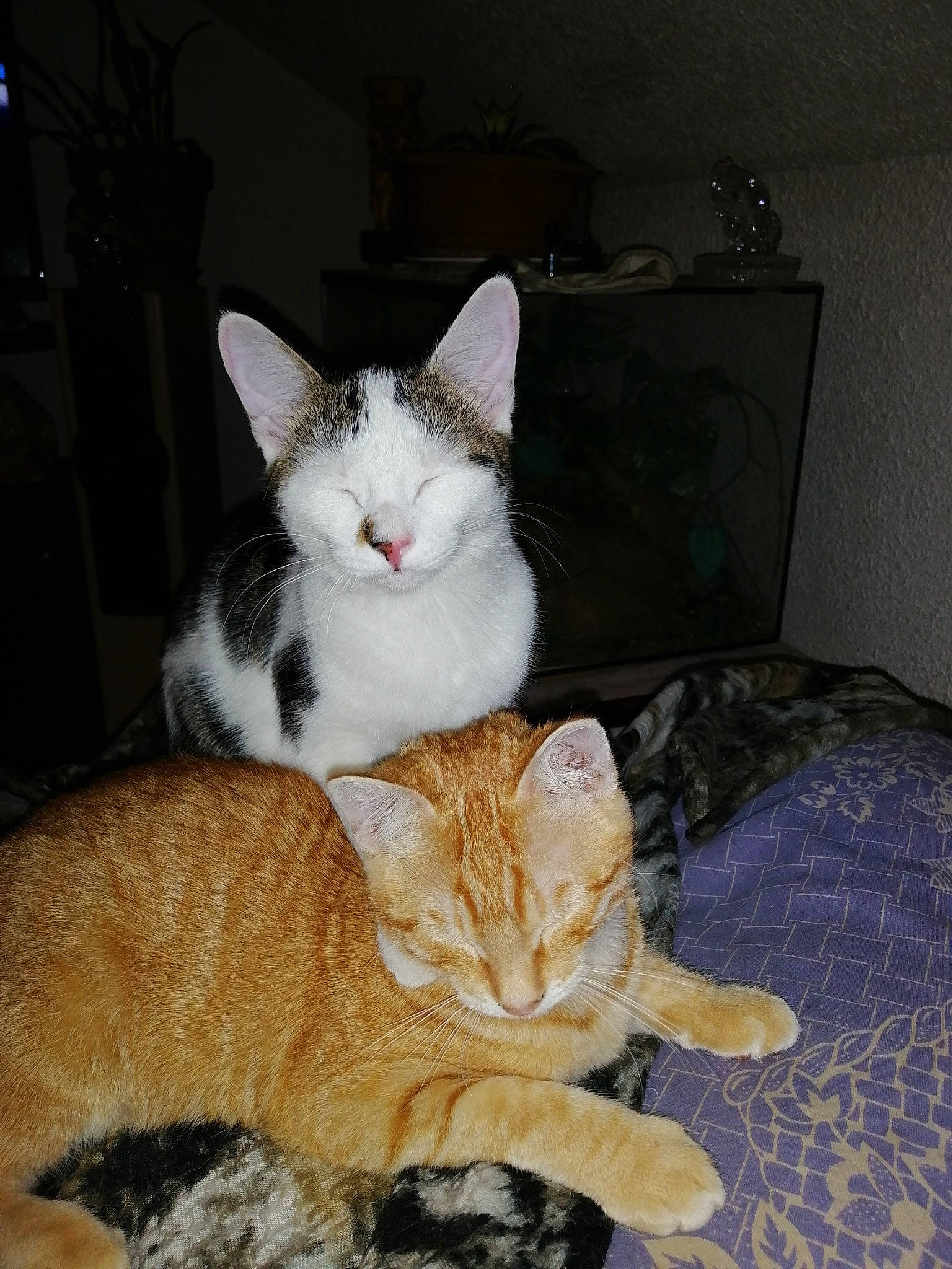 Hip Hop Et Polux participe au concours pour gagner de l'argent avec cette photo : box, carnivore, cat, comfort, domestic_short_haired_cat, eye, fawn, felidae, fur, nap, paw, photo_caption, sitting, small_to_medium_sized_cats, snout, tail, whiskers