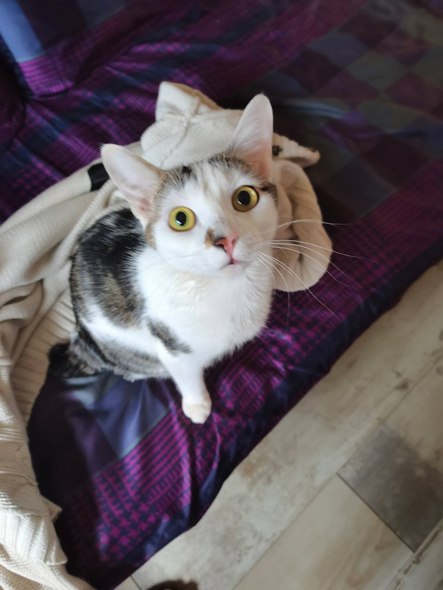 Hip Hop Et Polux a rejoint le concours — aidez-le/la à gagner de superbes lots ! carnivore, cat, comfort, domestic_short_haired_cat, fawn, felidae, flooring, fur, pattern, paw, pet_supply, plaid, sitting, small_to_medium_sized_cats, snout, tail, tartan, textile, tile_flooring, whiskers