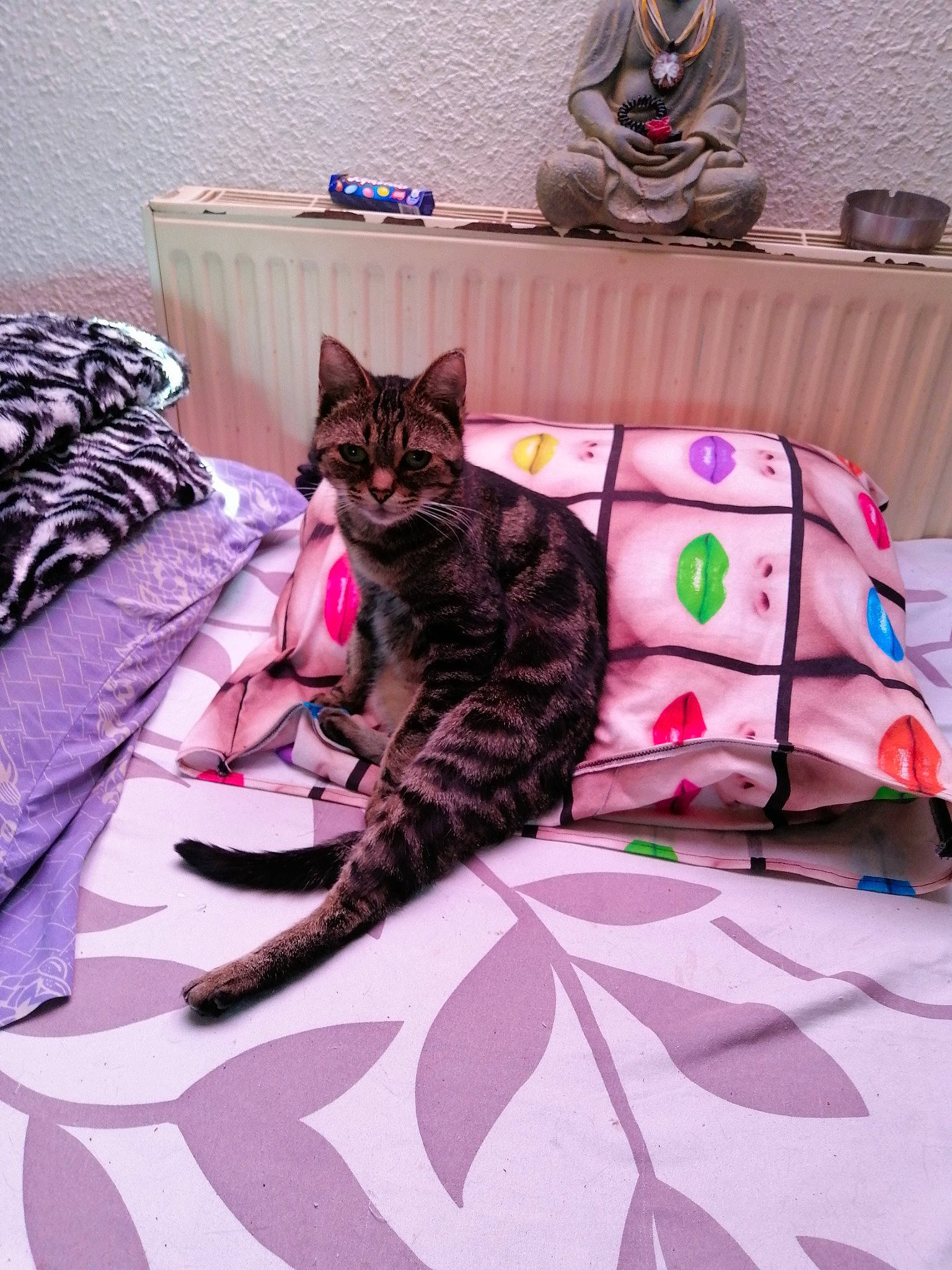 Gyzmo a rejoint le concours — aidez-le/la à gagner de superbes lots ! bed, carnivore, cat, comfort, couch, felidae, floor, flooring, green, grey, interior_design, linens, living_room, magenta, pink, plant, purple, small_to_medium_sized_cats, textile, whiskers