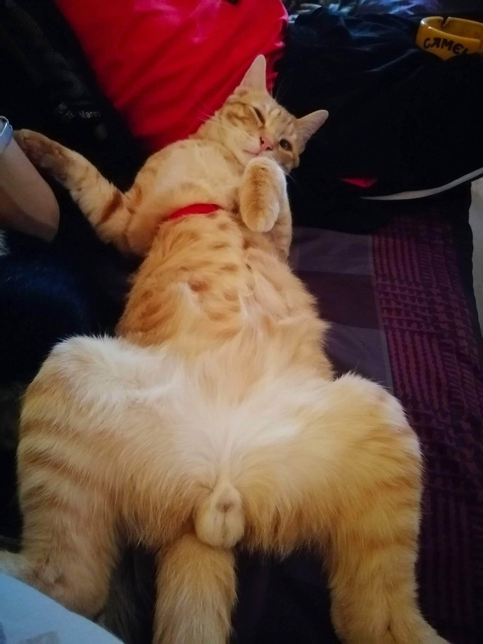 Polux a rejoint le concours — aidez-le/la à gagner de superbes lots ! carnivore, cat, claw, cloud, comfort, companion_dog, dog_breed, fawn, felidae, fur, human_leg, lap, paw, plant, small_to_medium_sized_cats, snout, tail, textile, whiskers, wood