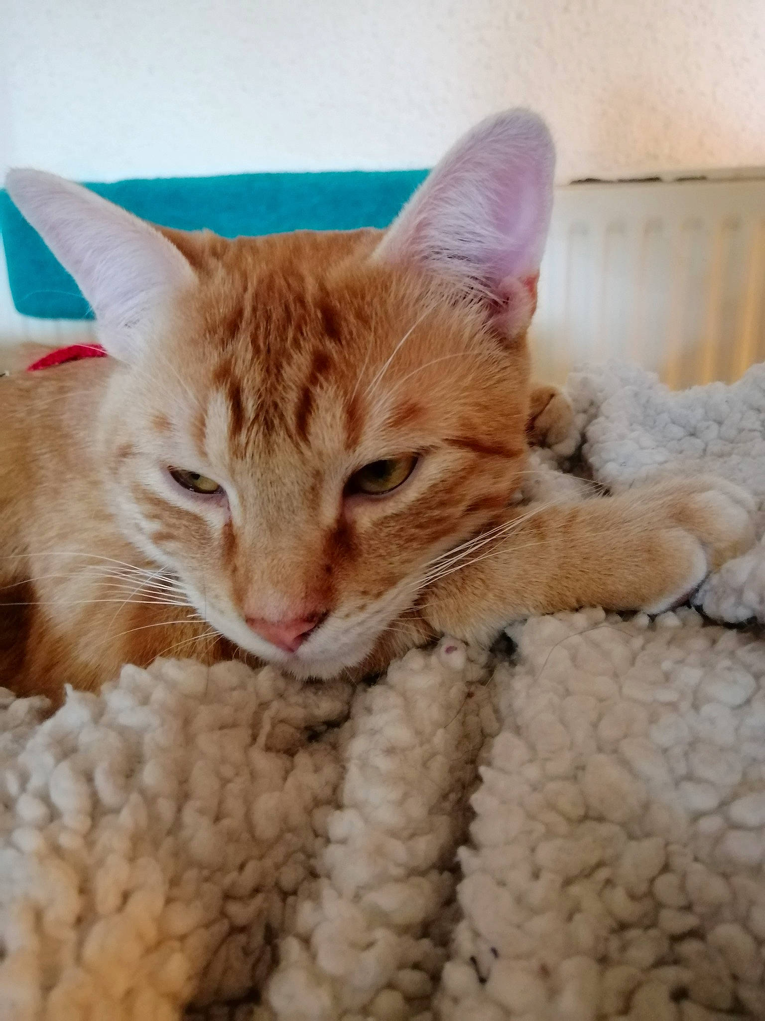 Polux participe au concours pour gagner de l'argent avec cette photo : carnivore, cat, cat_supply, claw, comfort, domestic_short_haired_cat, eye, fawn, felidae, fur, linens, nap, paw, small_to_medium_sized_cats, snout, tail, textile, whiskers, window, wool