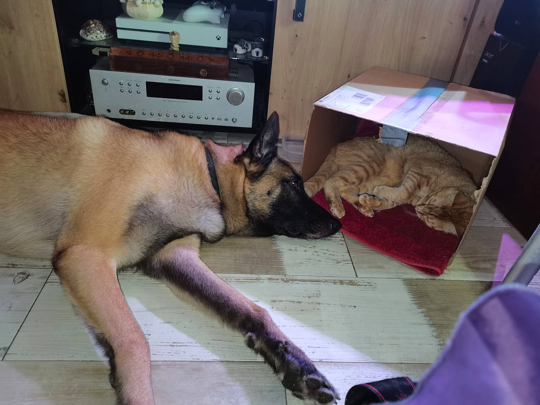 Polux participe au concours pour gagner de l'argent avec cette photo : canidae, carnivore, collar, comfort, companion_dog, dog, dog_breed, fawn, floor, flooring, foot, fur, guard_dog, home_appliance, human_leg, paw, snout, sporting_group, whiskers, working_animal