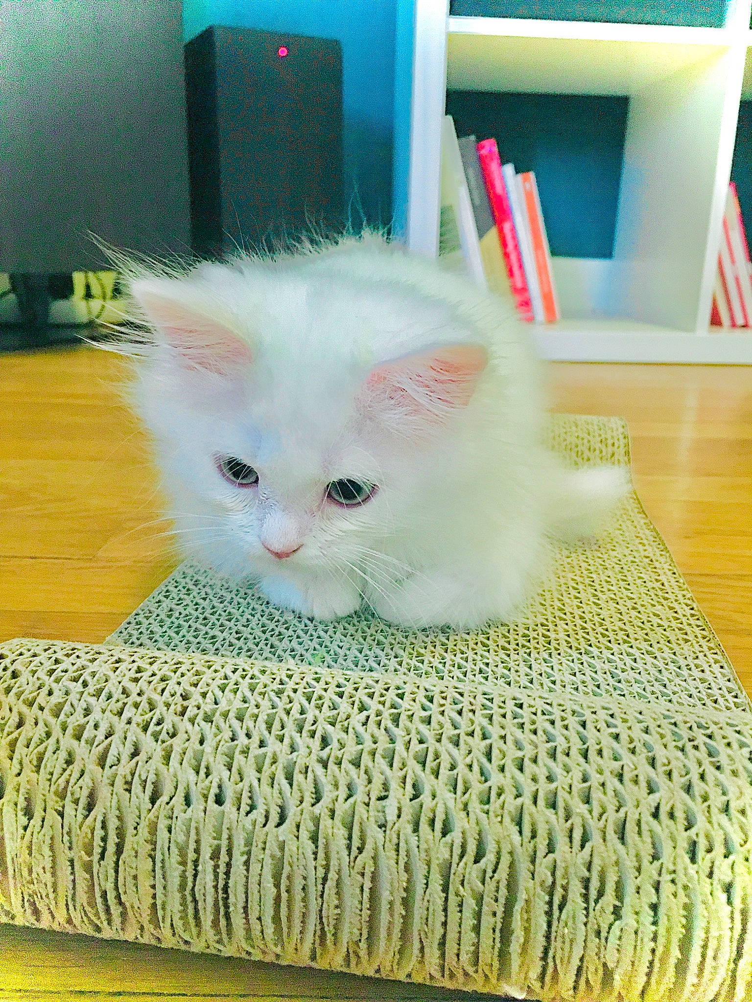 Dobby a rejoint le concours — aidez-le/la à gagner de superbes lots ! british_longhair, carnivore, cat, felidae, kitten, mammal, persian, ragamuffin, small_to_medium_sized_cats, turkish_angora, whiskers