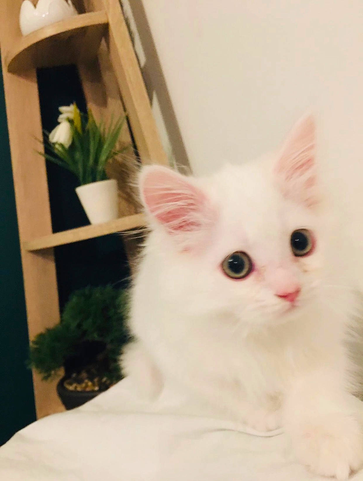 Dobby a rejoint le concours — aidez-le/la à gagner de superbes lots ! burmilla, carnivore, cat, domestic_long_haired_cat, ear, eye, felidae, fur, khao_manee, kitten, mammal, persian, ragamuffin, ragdoll, small_to_medium_sized_cats, turkish_angora, turkish_van, vertebrate, whiskers, white