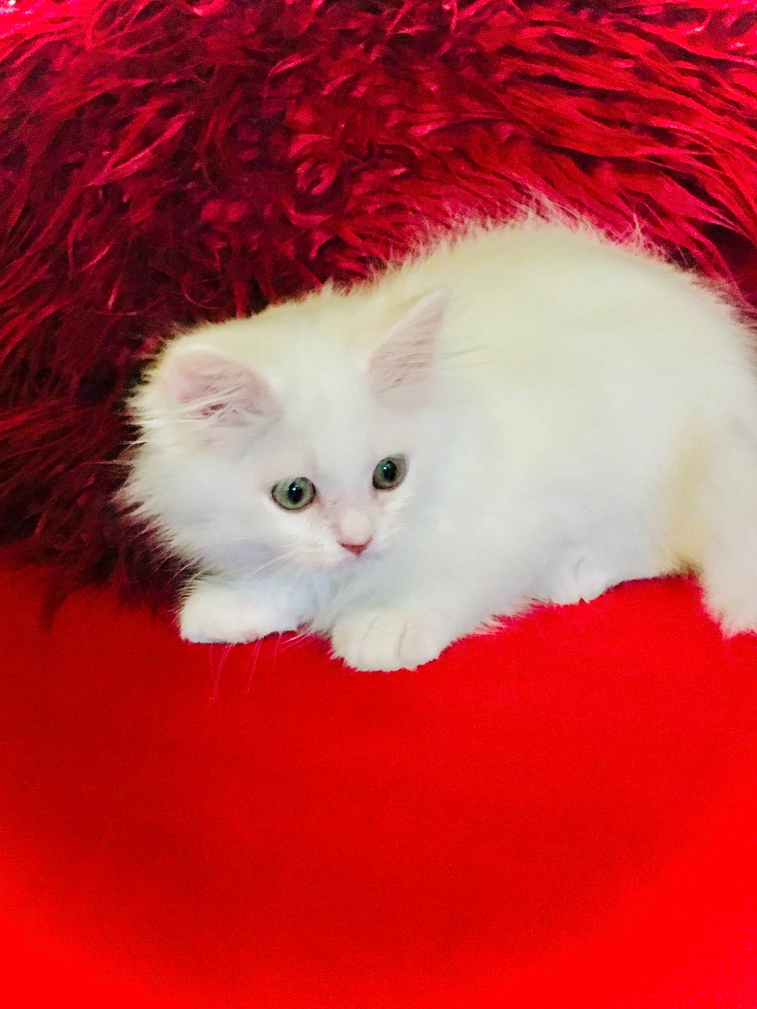 Dobby a rejoint le concours — aidez-le/la à gagner de superbes lots ! asian_semi_longhair, british_longhair, british_semi_longhair, carnivore, cat, domestic_long_haired_cat, eye, felidae, fur, kitten, mammal, napoleon_cat, persian, ragdoll, red, small_to_medium_sized_cats, turkish_angora, whiskers