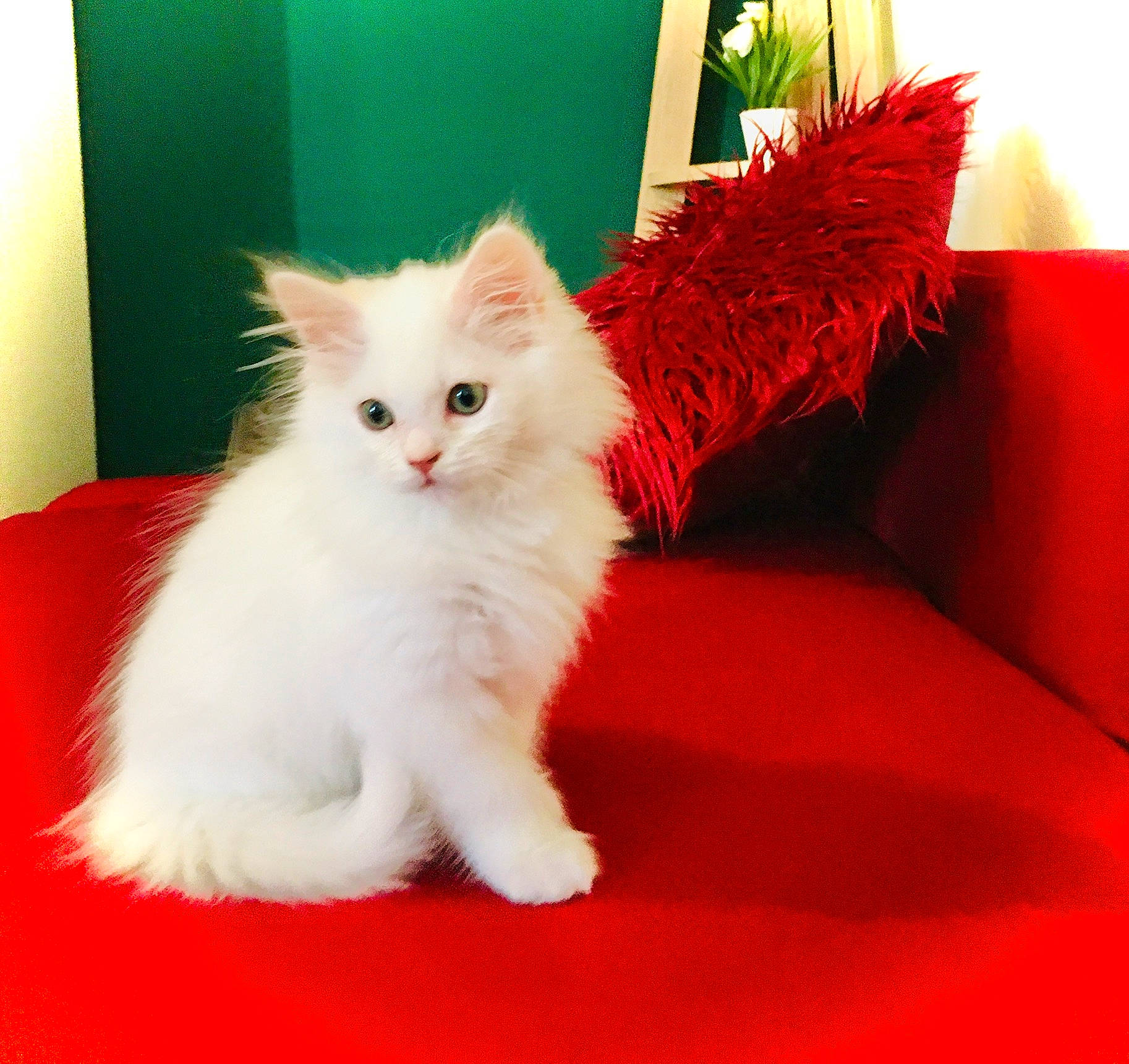 Dobby participe au concours pour gagner de l'argent avec cette photo : asian_semi_longhair, british_longhair, british_semi_longhair, carnivore, cat, domestic_long_haired_cat, felidae, fur, kitten, mammal, napoleon_cat, norwegian_forest_cat, persian, ragamuffin, ragdoll, small_to_medium_sized_cats, turkish_angora, turkish_van, vertebrate, whiskers