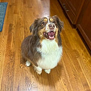 Pickles is registered to the contest to win money with this photo: dog, happy, brown, white, fur, pet, indoor, wooden_floor, kitchen, looking_up, excited, tongue, ears, canine, companion, domestic_animal, mammal, animal, friendly, cute