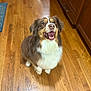 dog, happy, brown, white, fur, pet, indoor, wooden_floor, kitchen, looking_up, excited, tongue, ears, canine, companion, domestic_animal, mammal, animal, friendly, cute
